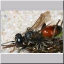 Tachysphex sp - Grabwespe 02c 8mm mit Nymphe eines Chorthippus aus der biguttulus-Gruppe - Sandgrube Niedringhaussee.jpg